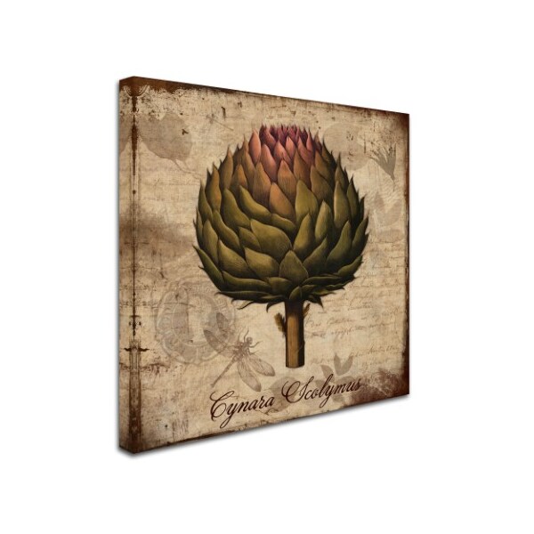 Tina Lavoie 'Cynara Scolymus' Canvas Art,35x35